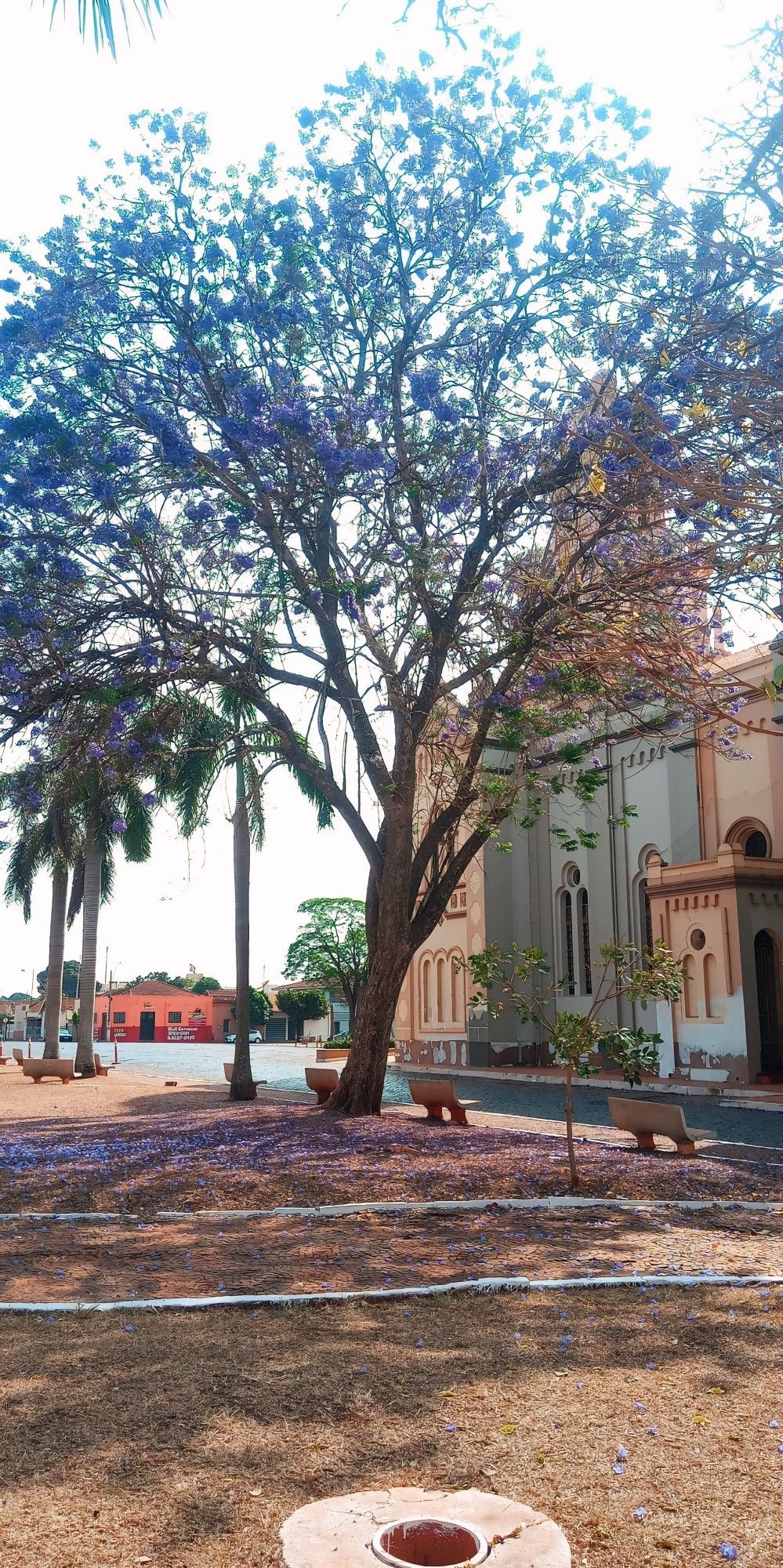 Um ipê roxo florescendo ao lado de uma igreja católica, sobre paralelepípedos e grama seca, marca o início da primavera nesta praça cultural. Venha celebrar a beleza e a tradição!