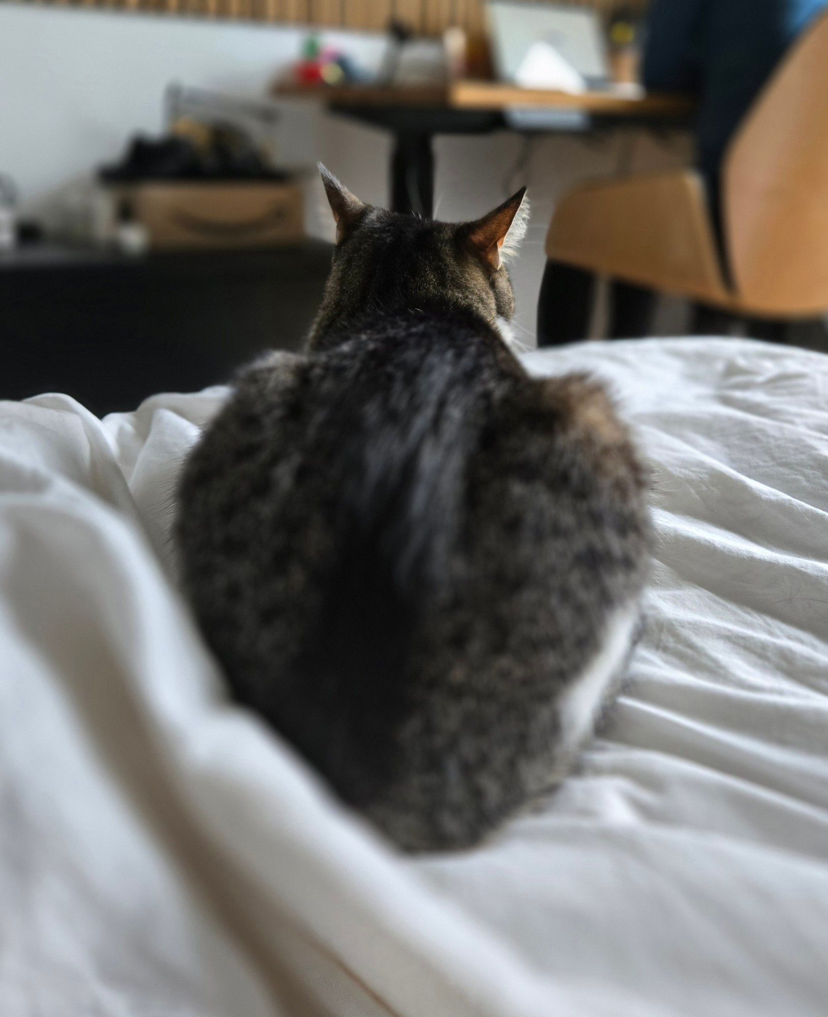 Ivy the cat lying in a bun facing away from the camera, but her ears are listening intently for the camera shutter.