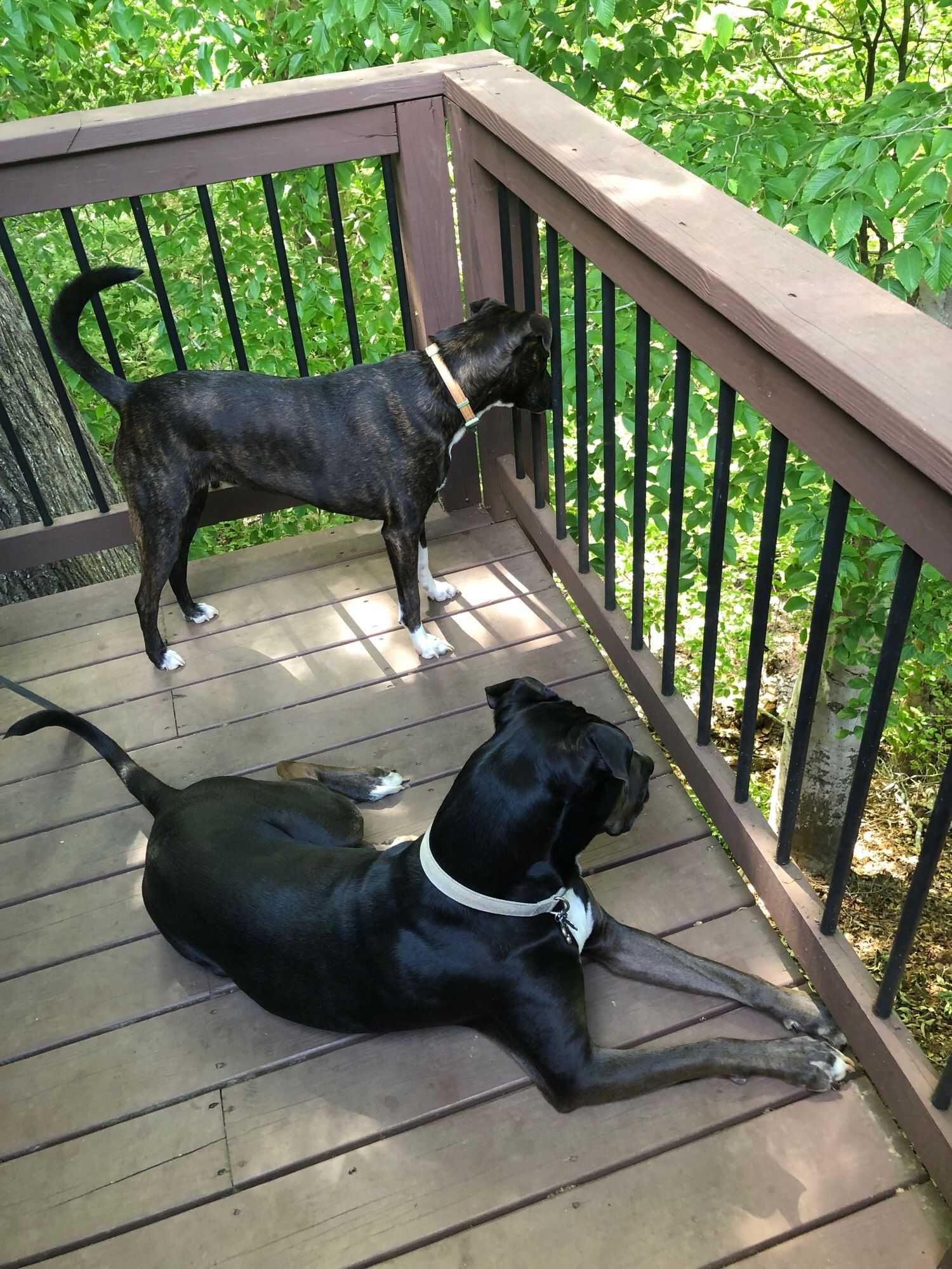 Two dogs looking down into the woods from a backyard deck.