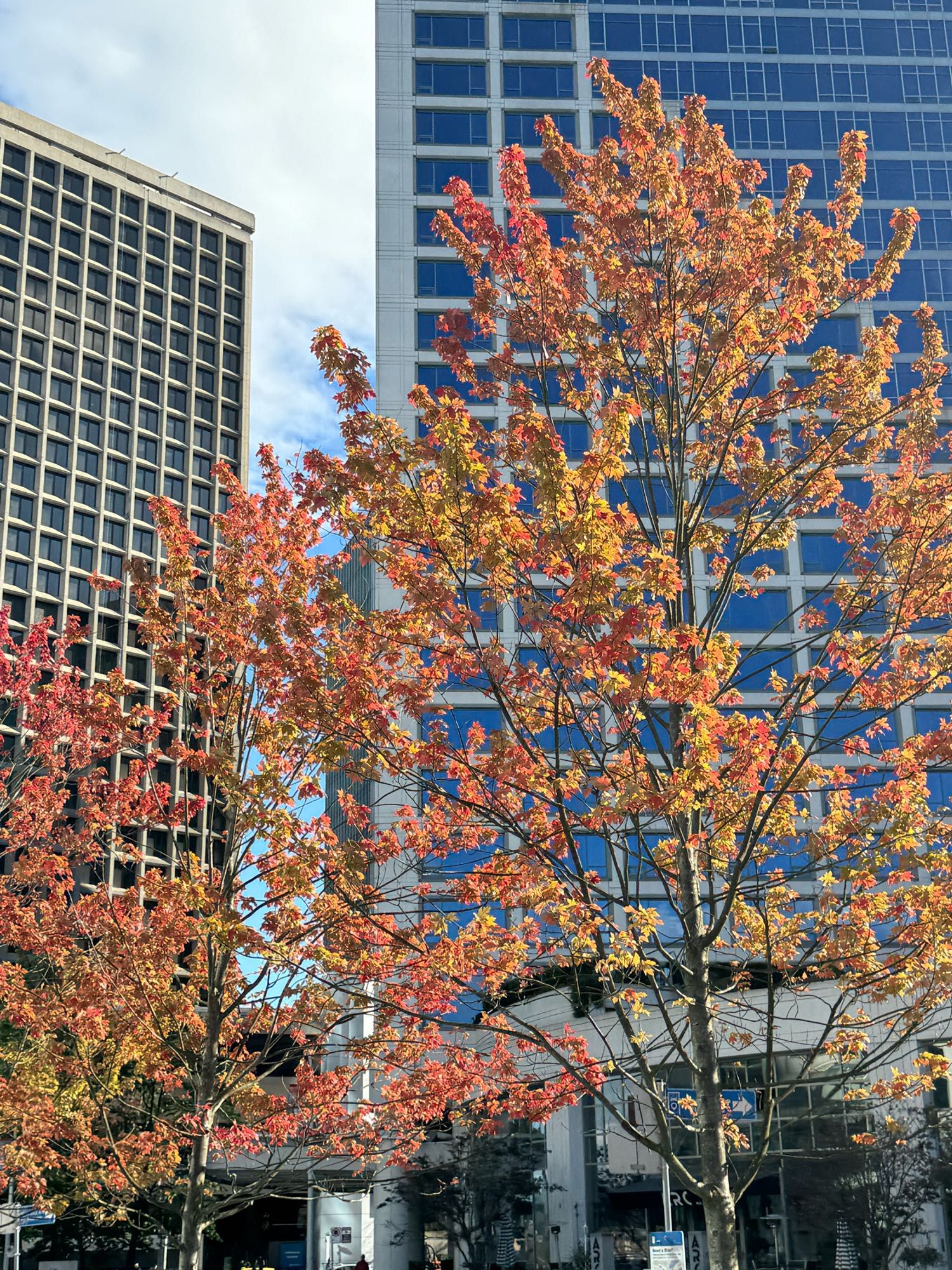 Im Vordergrund: herbstbunte Bäume - dahinter: Hochhäuser