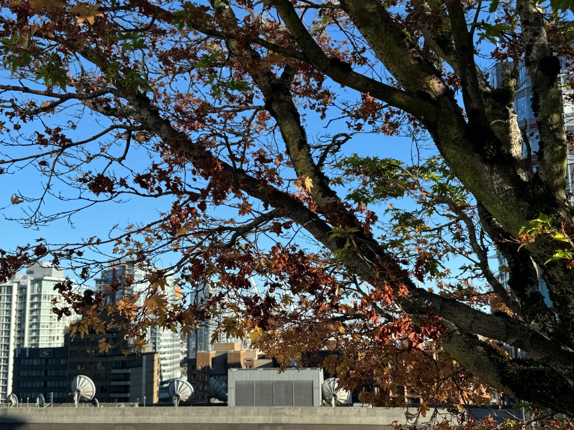 Skyline im Hintergrund - Herbstlich gefärbter Baum im Vordergrund