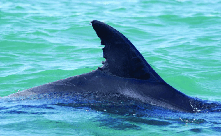 photo of a dolphin's dorsal fin