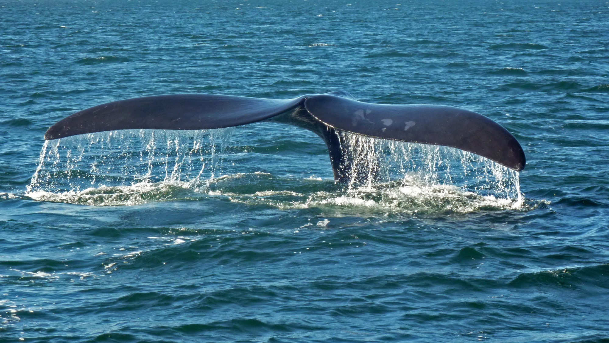 photo of a whale's tail fin