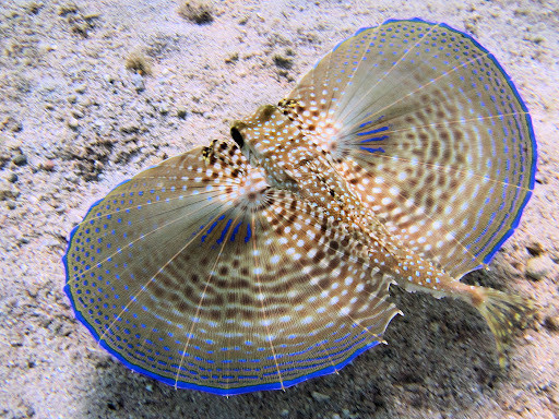 photo of a flying gurnard