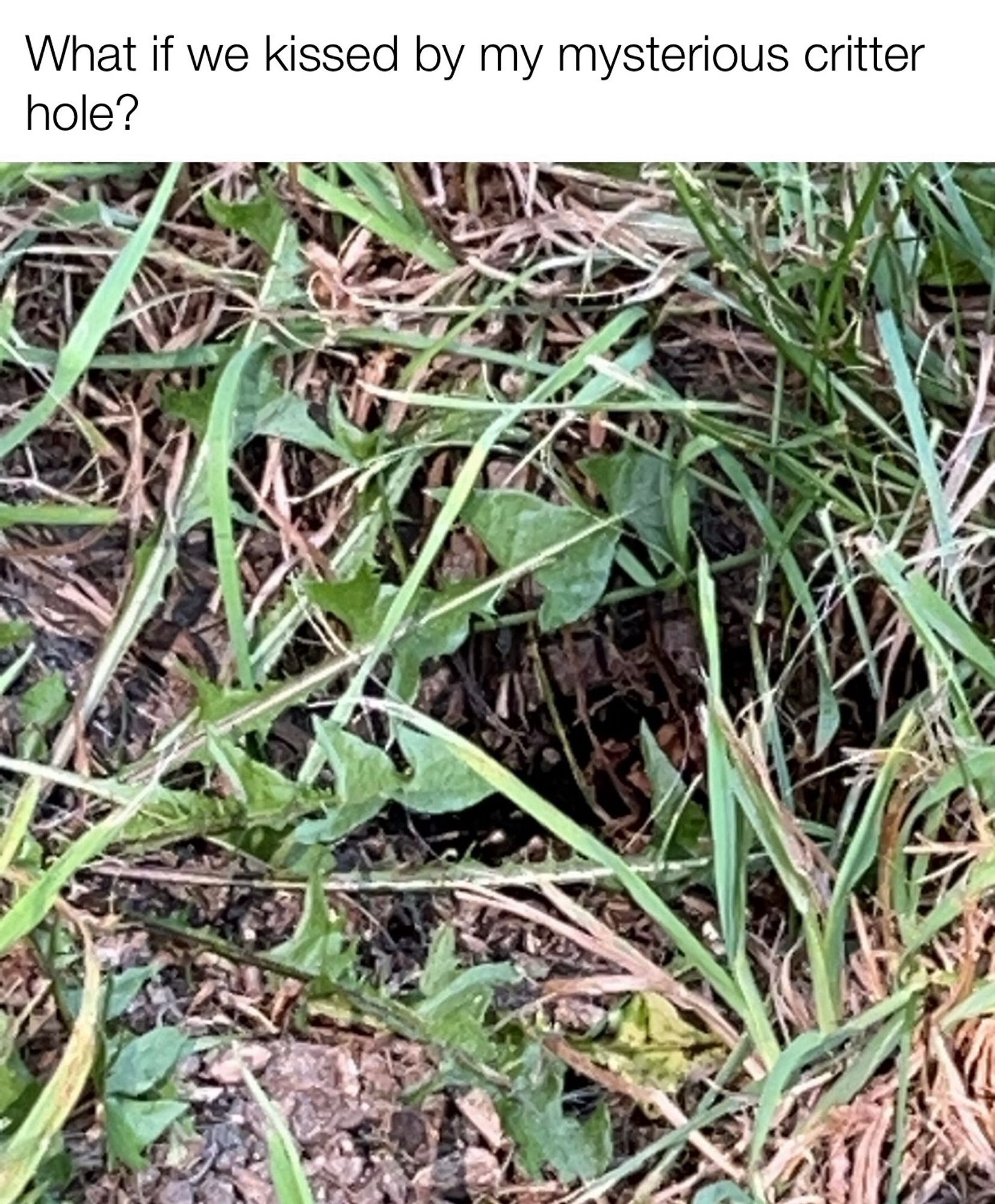 A picture of a pretty tiny hole or depression in grassy ground. The caption says ‘What if we kissed by my mysterious critter hole?’