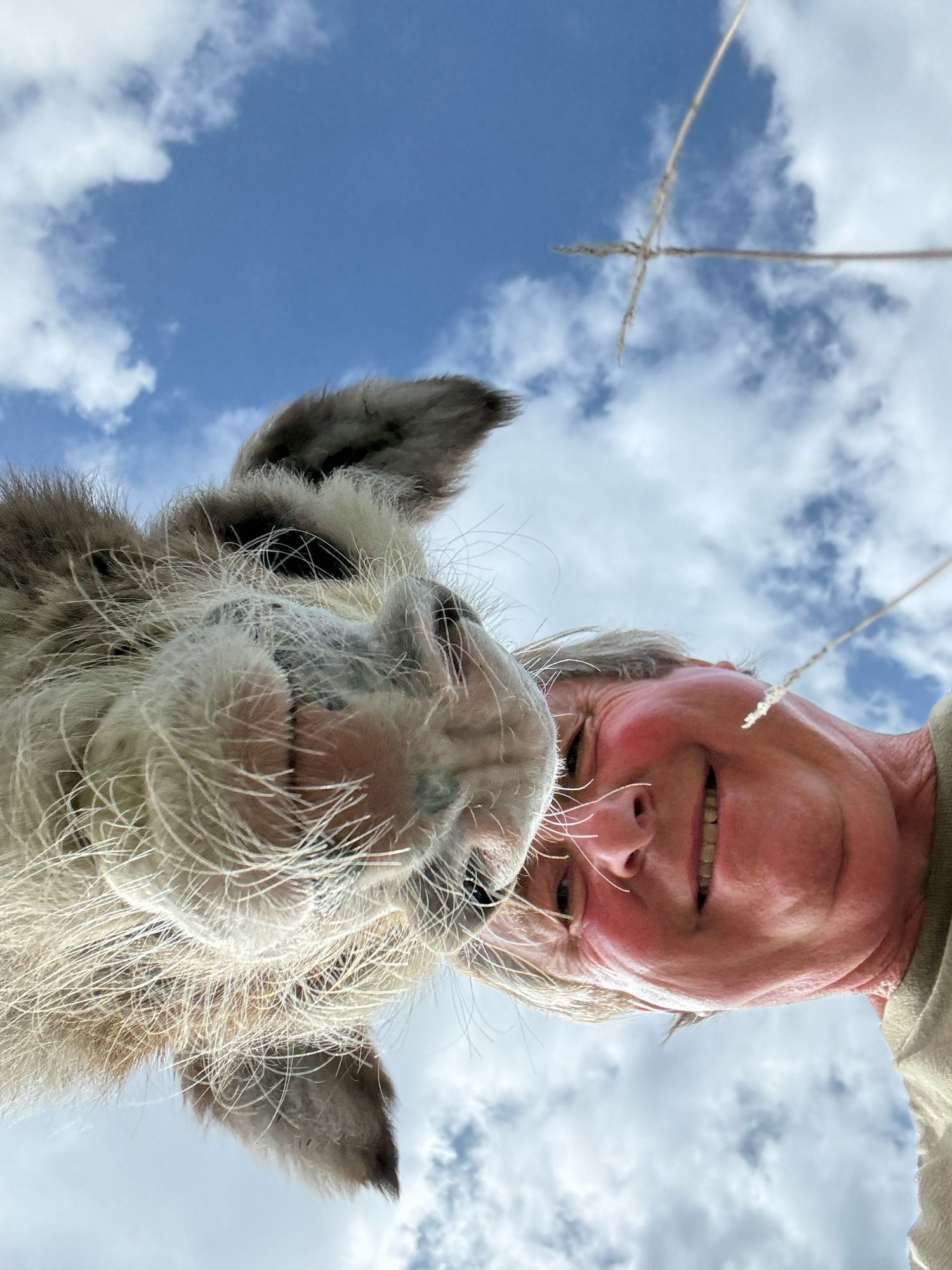 Our baby donkey Nelly enjoying a selfie with chatty farmer Chris