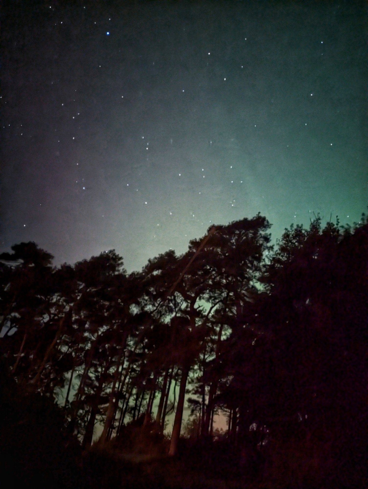 The Northern lights - faint sweeps of pinks on the left hand side of the photo moving through to greens on the right hand side of the photo behind a copse of Scots Pines, with stars also visible.