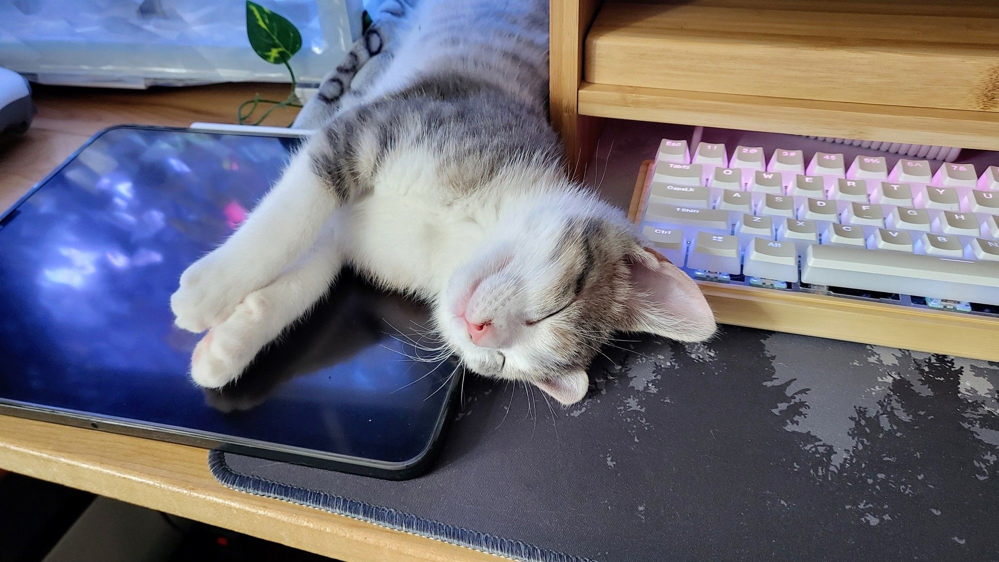 a dilute calico kitten sleeps on an ipad and a keyboard in front of a warm pc.