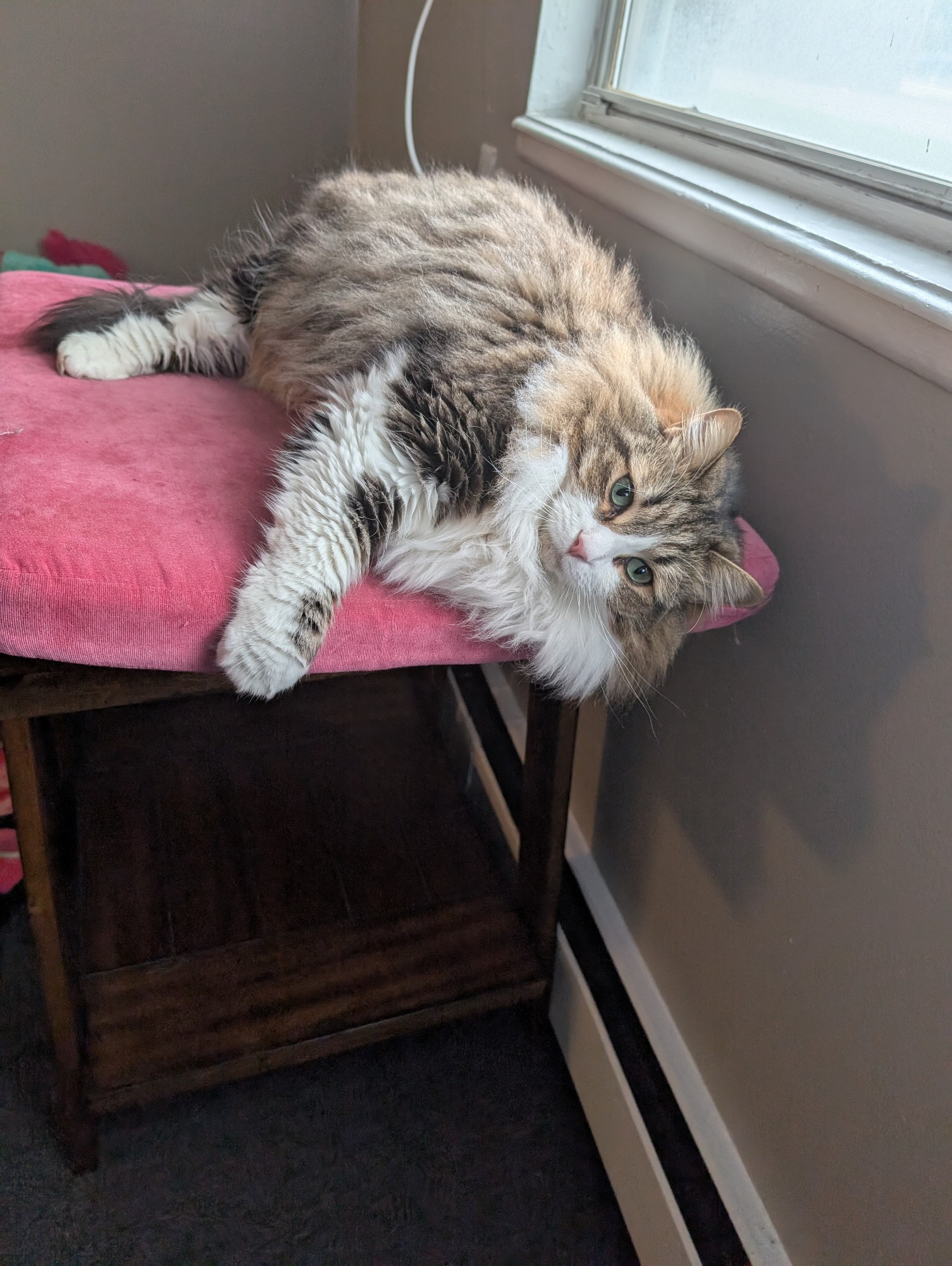 A brown and white very fluffy tabby cat