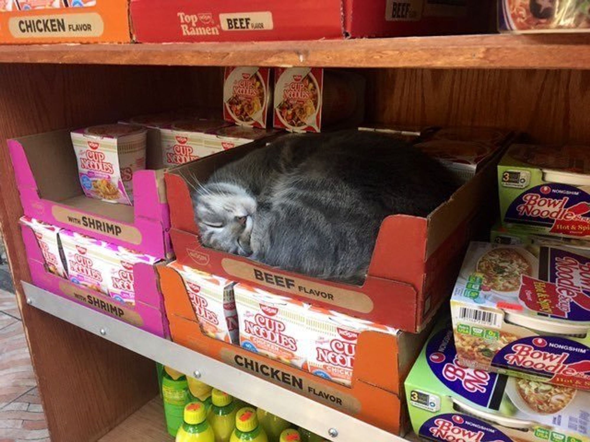 grey cat curled up and sleeping in an empty cardboard box intended for packaged beef flavored ramen, surrounded by other boxes of ramen with ramen and instant noodles on a shelf in what appears to be a supermarket