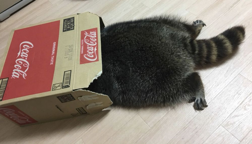 a raccoon laying down with the front half of it's body in an empty case of Coca Cola bottles