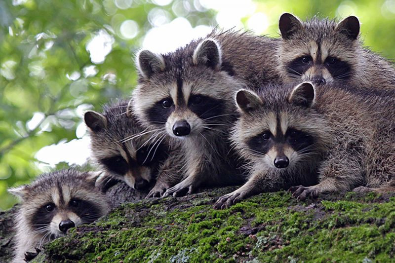 a family of raccoons peeking over a mossy rock or log, tree leafs and branches in background