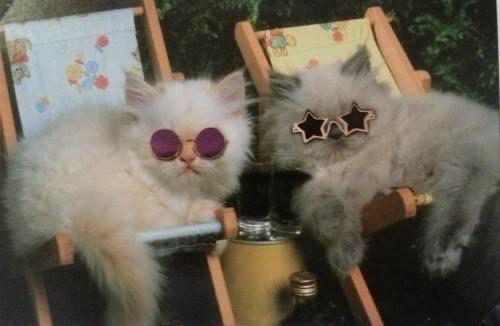 two kittens sitting on separate tiny lawn chairs with beverages on the ground between them, one kitten is white, one is slightly grey, the white kitten is wearing round purple glasses, the grey kitten is wearing gold star shaped glasses with black lenses