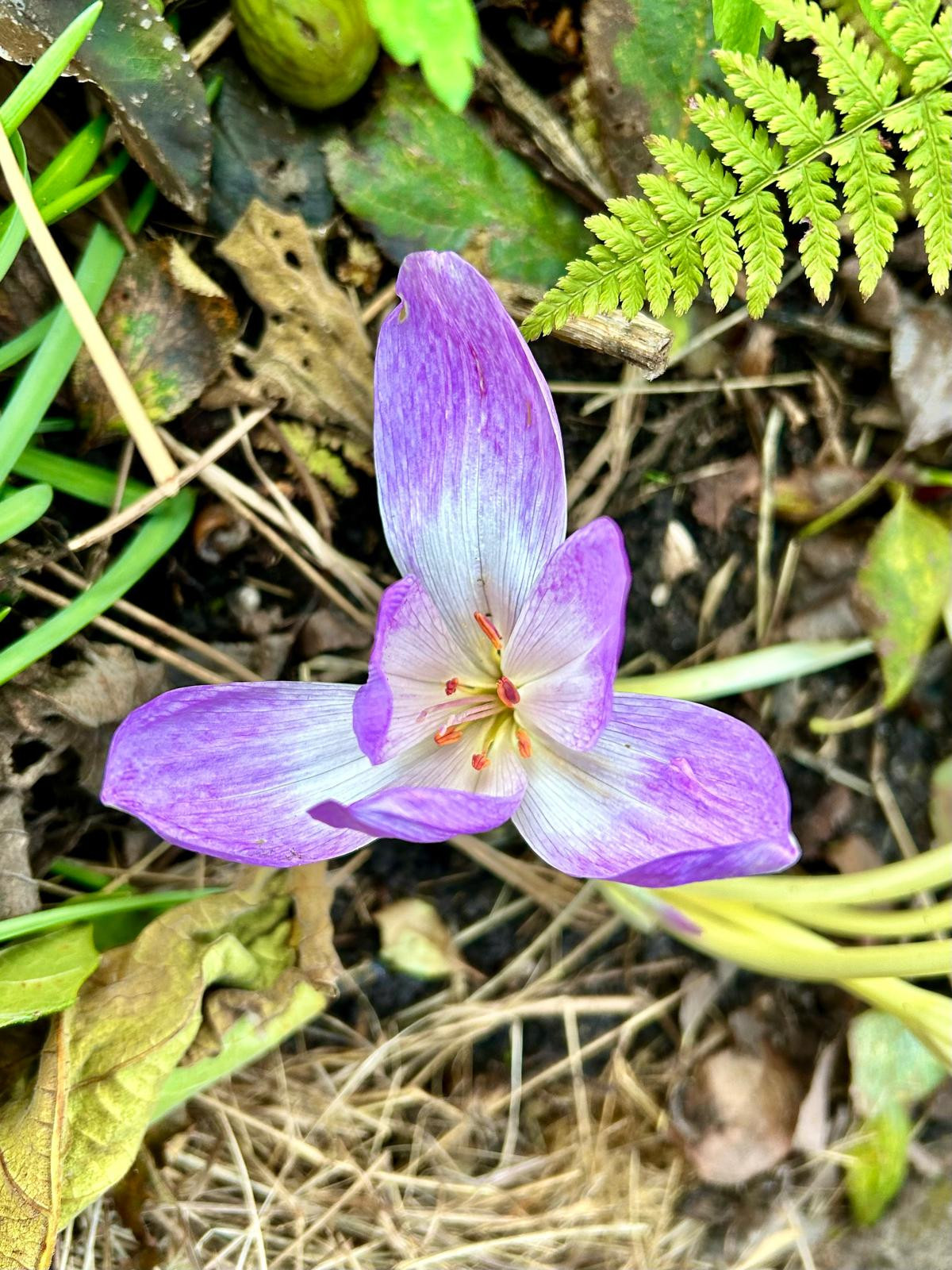 Autumn crocus flower. Open. Photographed from above in the garden.