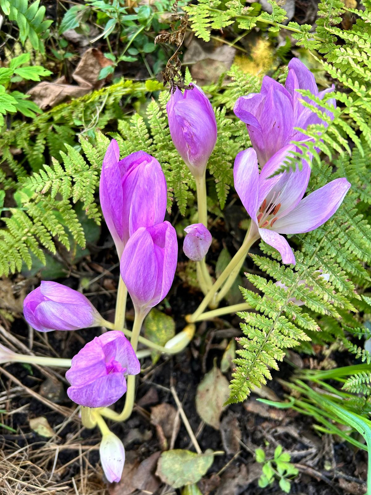 Autumn crocus flowers in the garden. Some half open, some open, some closed. In the garden.