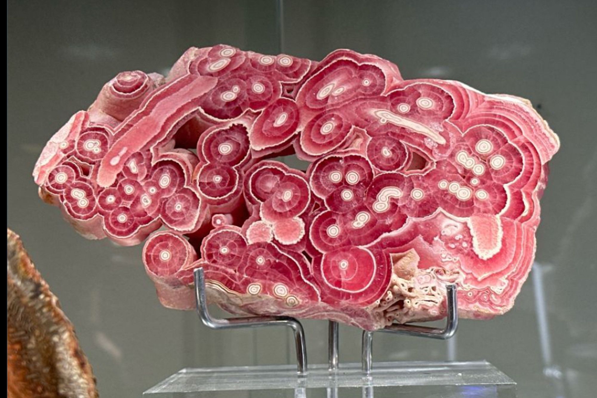 A cross section of rhodochrosite, a series of beautiful red and white circles.