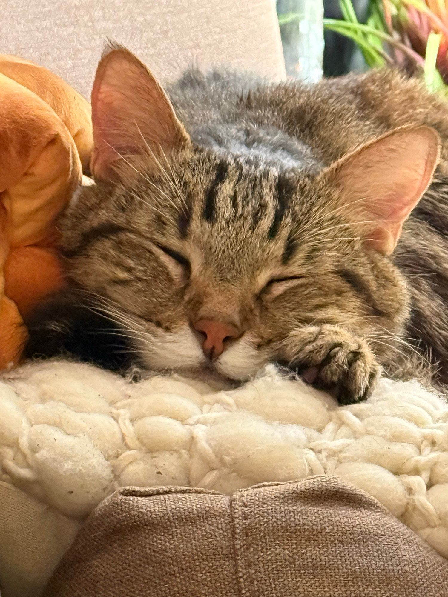 My tabby cat Mal asleep on his chin with his little paw on one side of his face and his little tail on the other and he looks so content and happy and he is the sweetest cutest most adorable little man you have ever seen