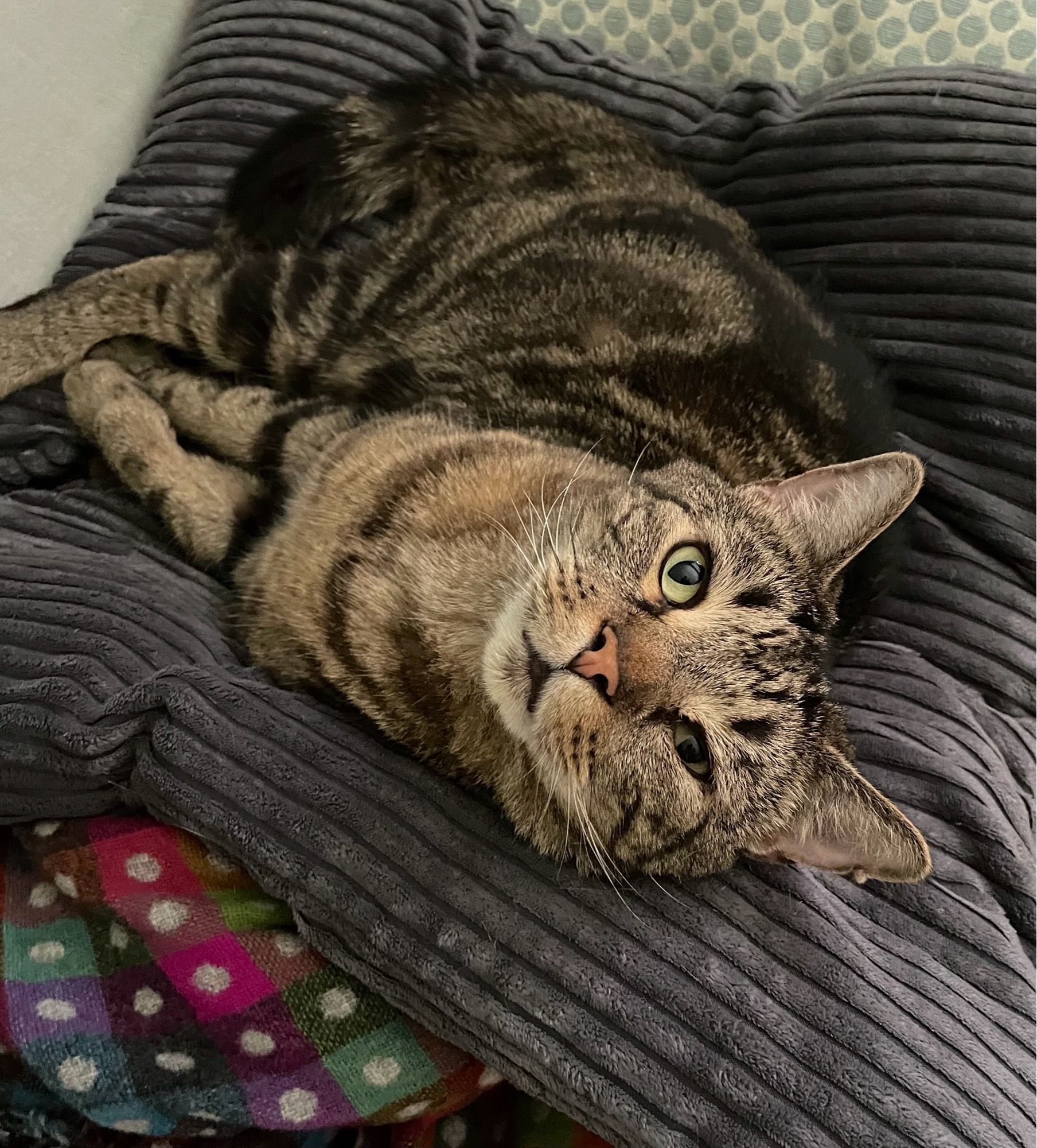 Brown tabby on a grey cushion looking up at the camera.