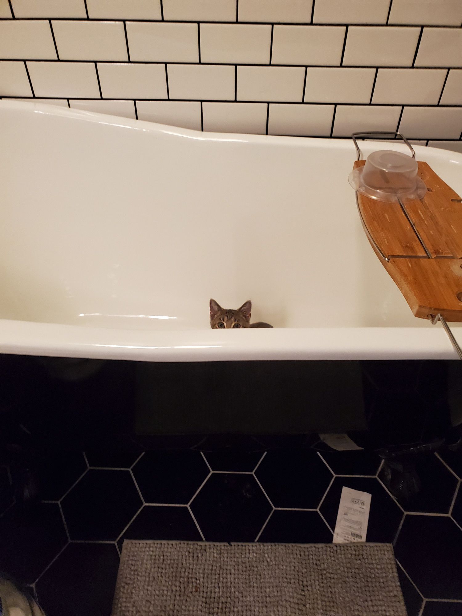 kitten in a bathtub