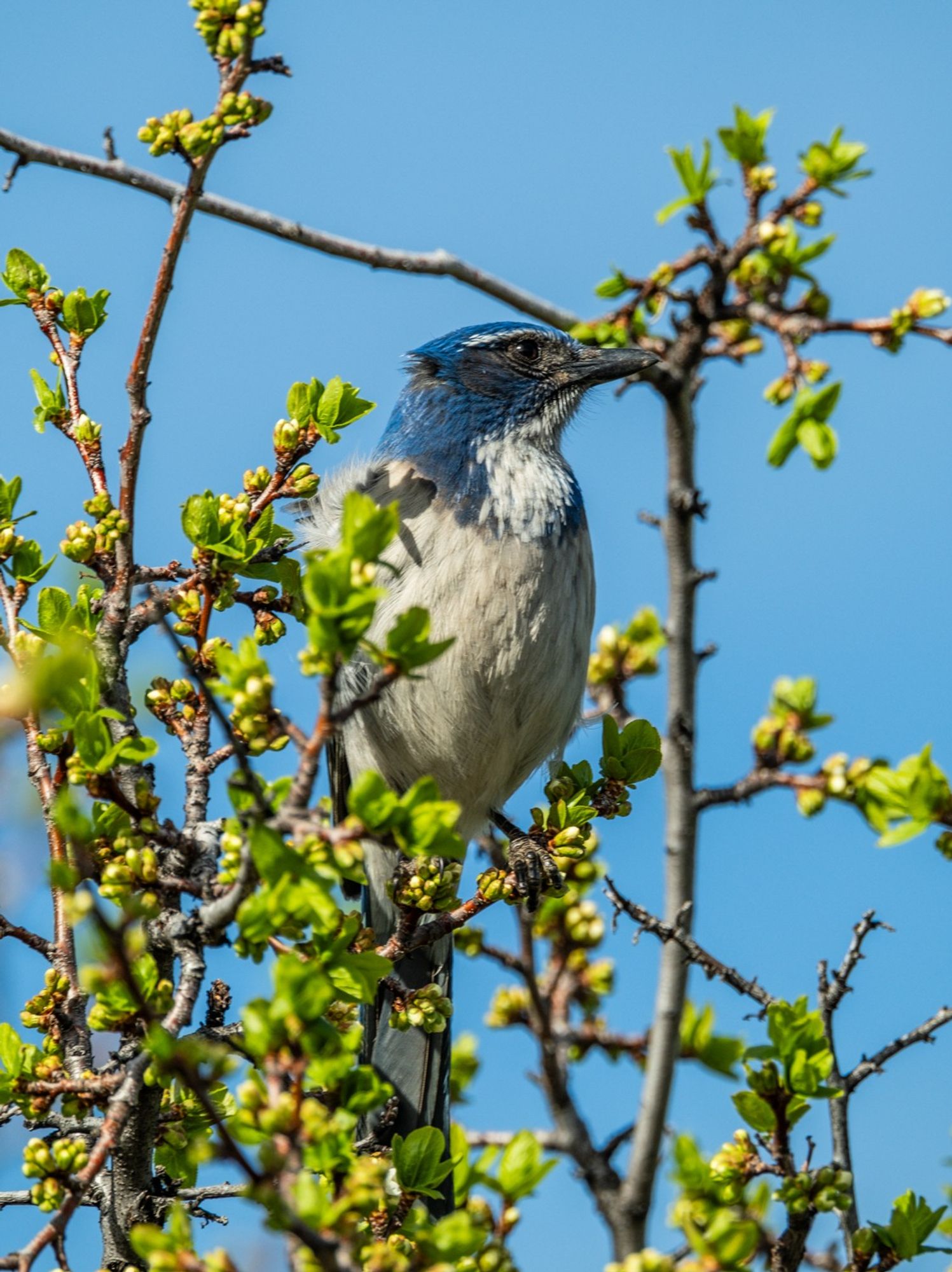 color image of a California Scrub-Jay sitting in the top branches of a tree with green leaf buds just starting to open, head pointed up and a bit to the left showing white breast, blue head and collar, white chin and eyebrow