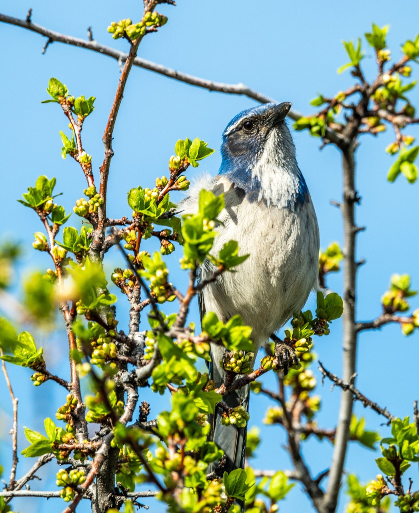 color image of a California Scrub-Jay sitting in the top branches of a tree with green leaf buds just starting to open, head pointed up and a bit to the left showing white breast, blue head and collar, white chin and eyebrow