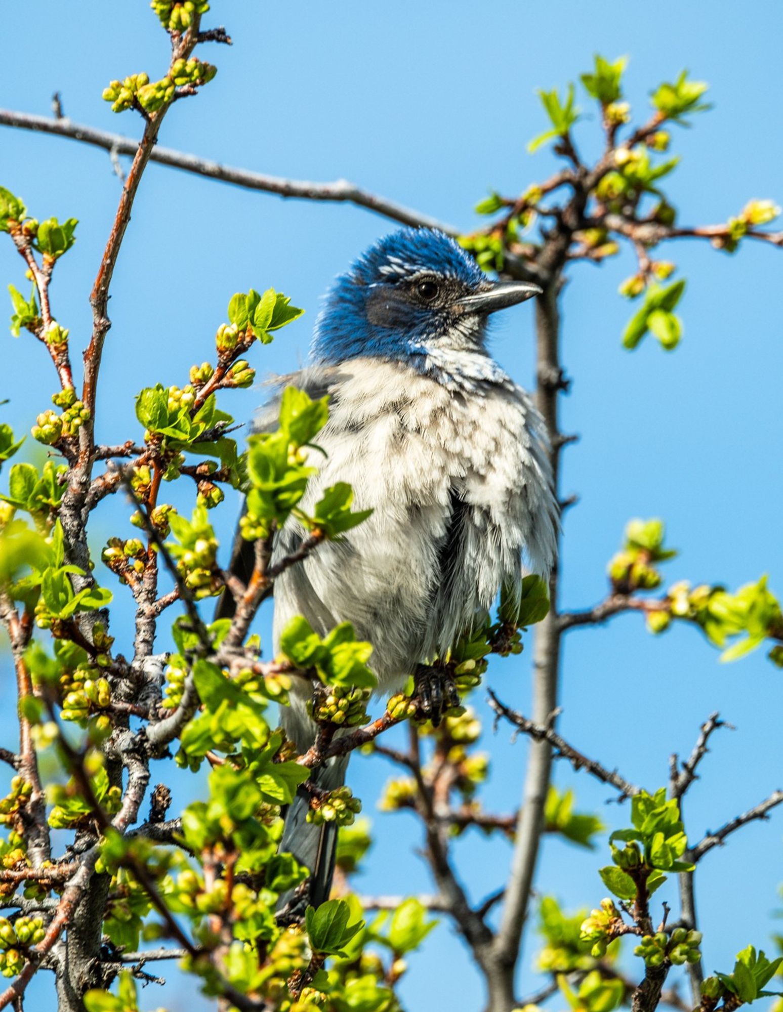 color image of a California Scrub-Jay sitting in the top branches of a tree with green leaf buds just starting to open, looking left and fluffing all its feathers up, showing white breast, blue head and collar, white chin and eyebrow