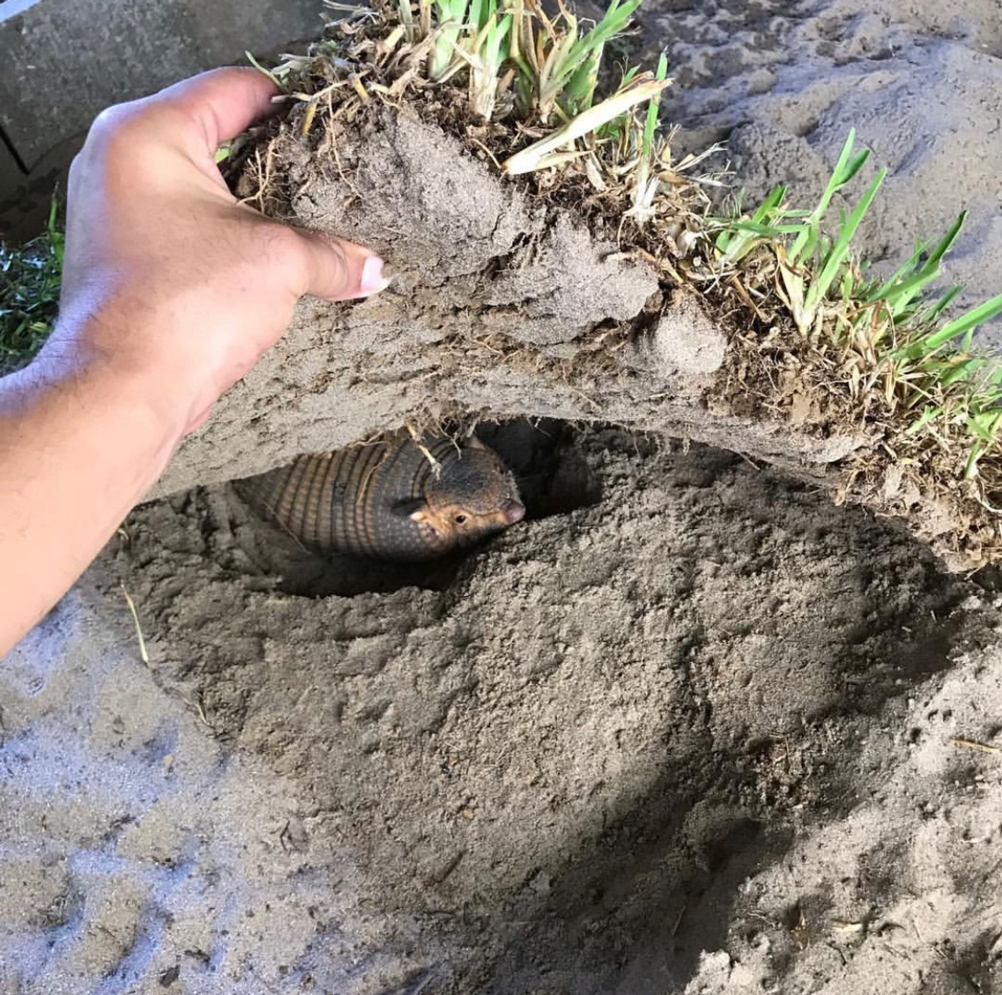 Lifting the sod and would ya look at that! A lil armadillo peekin out.