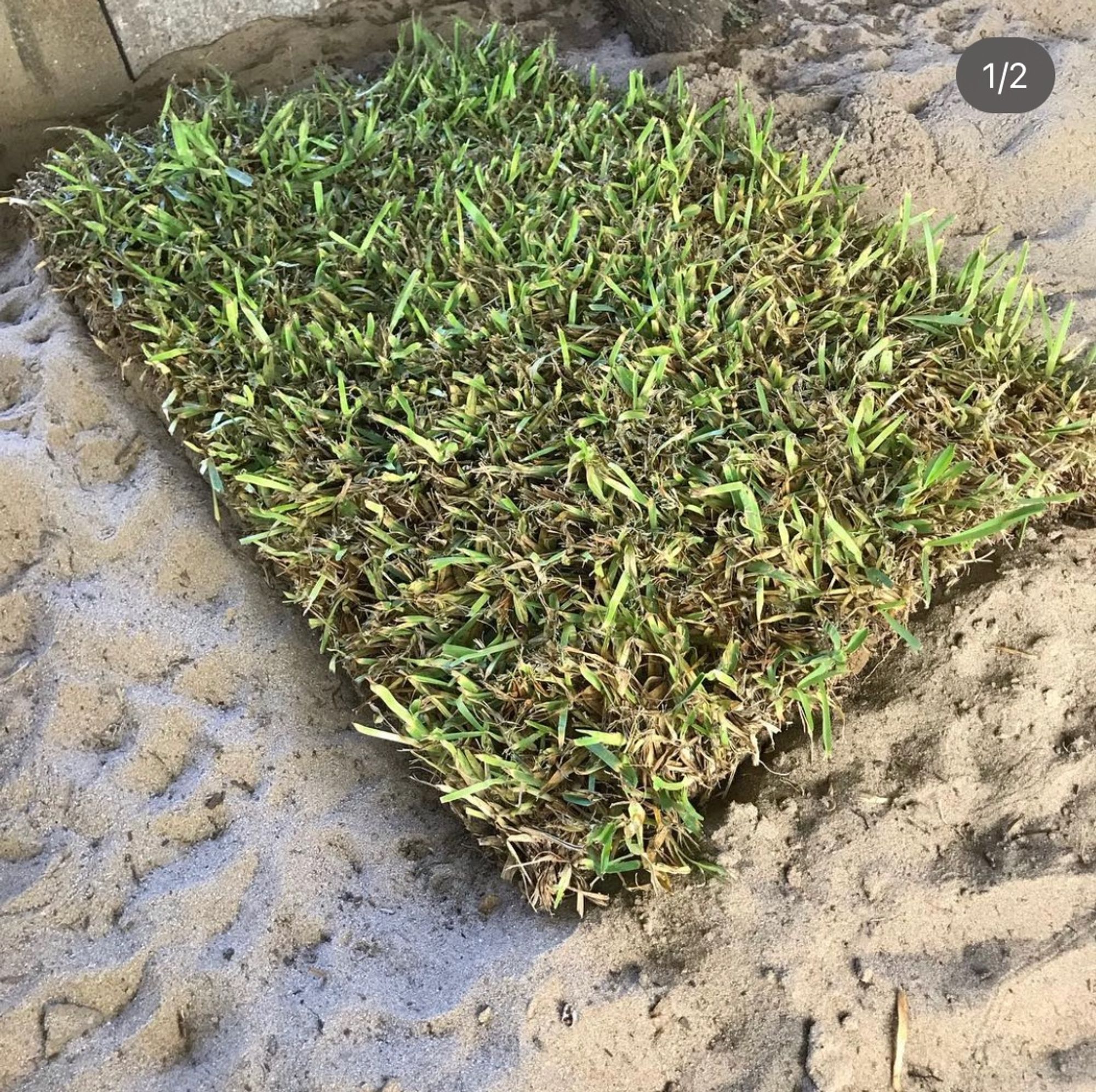 Square of sod on the sand