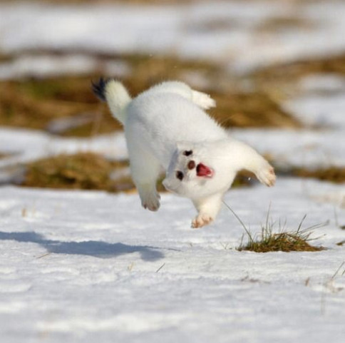 Photo: a white snow weasel playfully jumping in the snow. All four paws are off the ground and it appears to be smiling.