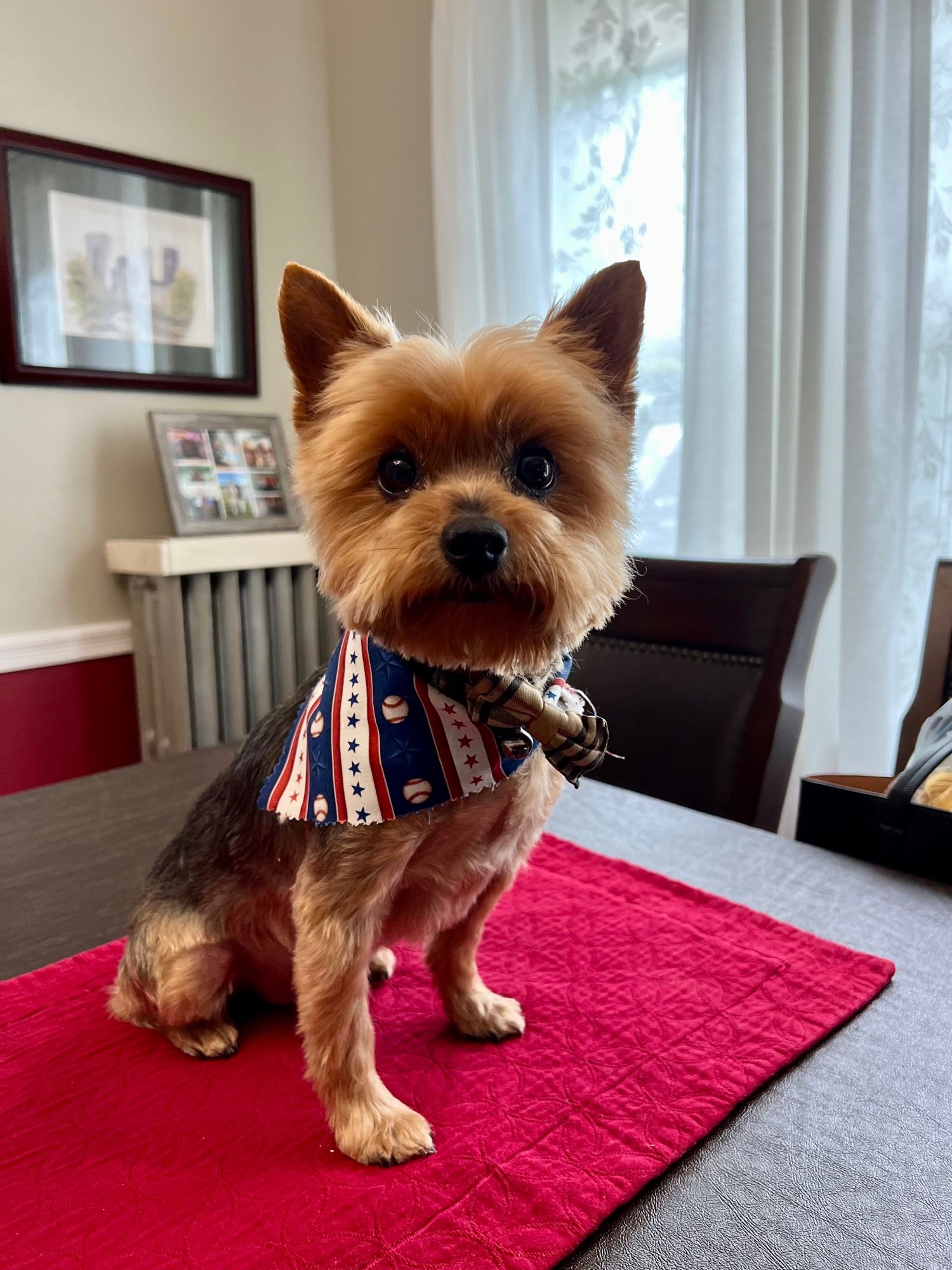 Benji, a Yorkie, with a fresh haircut and sporting a baseball-themed kerchief.