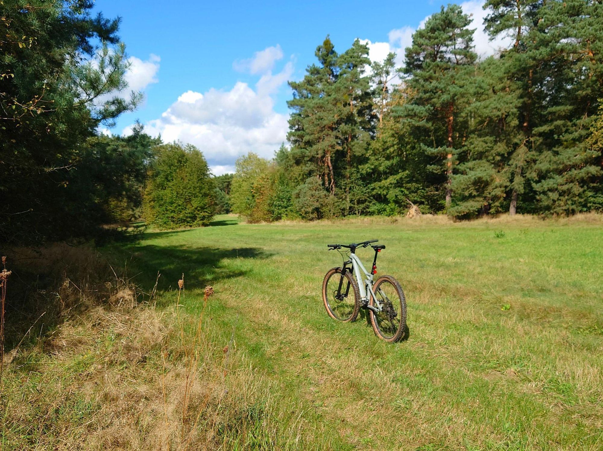 auf einer Lichtung steht ein Fahrrad, die Sonne scheint, links und im Hintergrund stehen hauptsächlich Nadelbäume