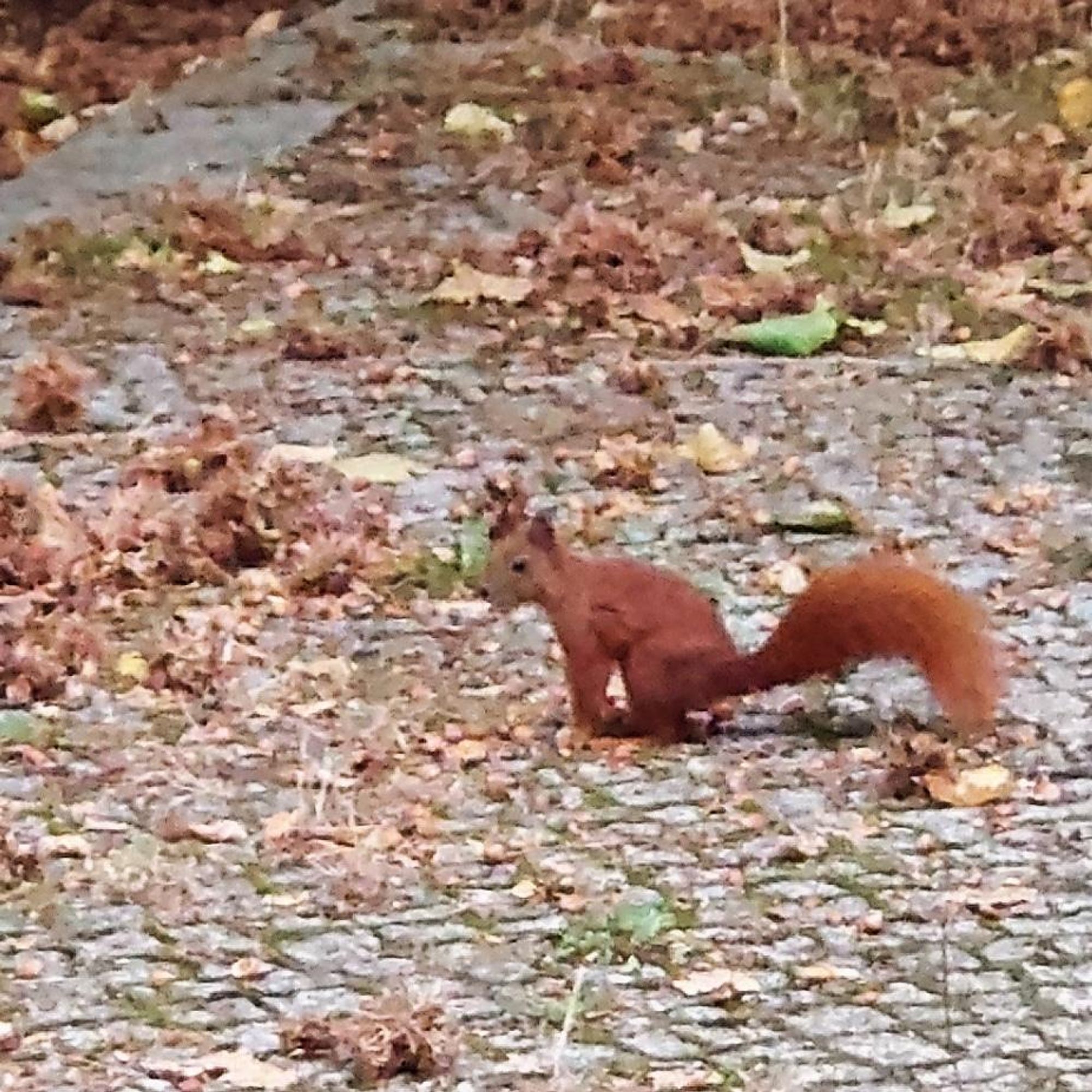 Ein Eichhörnchen sitzt auf einem kleingepflasterten Weg 