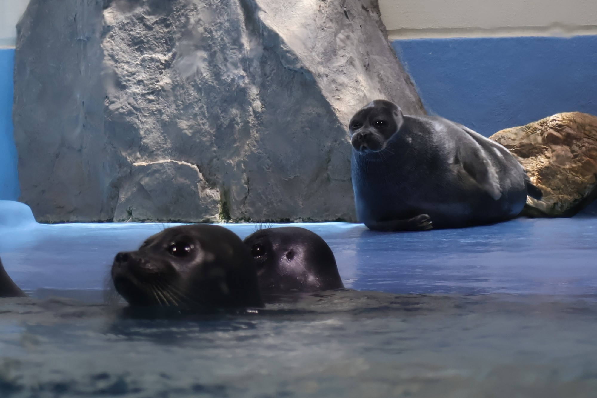 nico the seal lounging at the edge of the toba aquarium seal pool, staring at two other baikal seals in the pool with his big stupid wet eyes