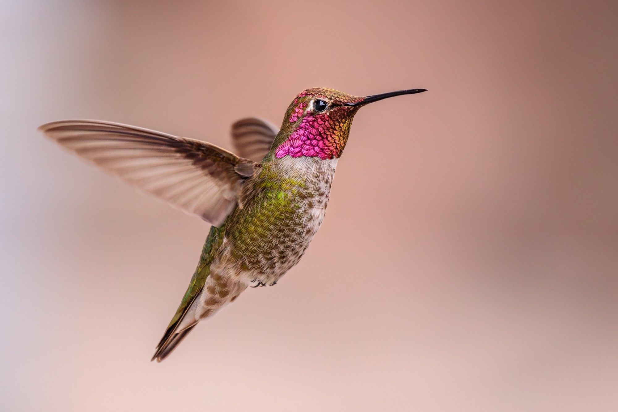 Anna's Hummingbird in flight against a soft rose backdrop created by a pink Terra Cotta wall.