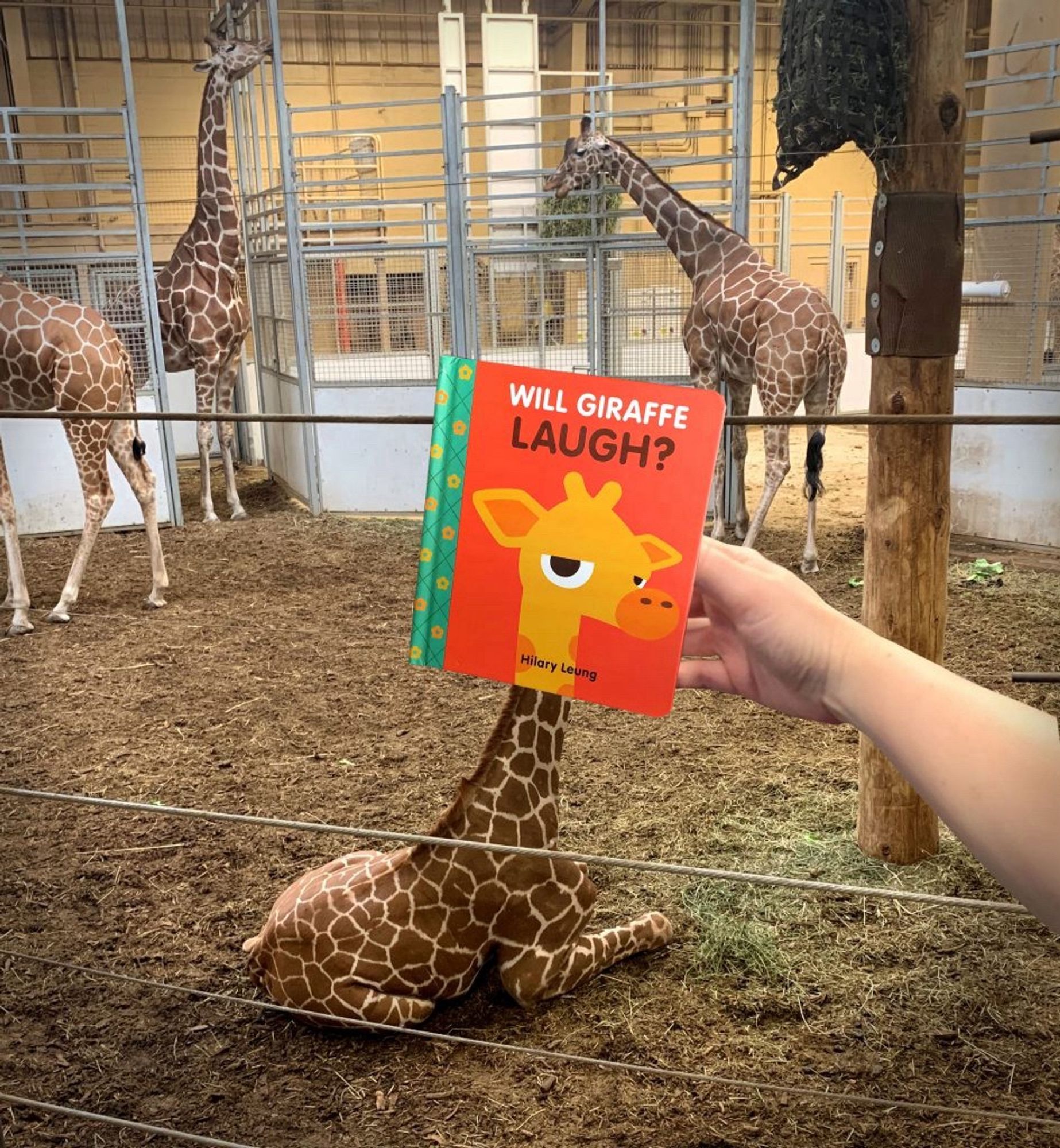 An arm is holding a picture book (Will Giraffe Laugh?) in front of a baby giraffe sitting at the zoo. The book cover features an unimpressed cartoon giraffe face which lines up with the body of the real animal.