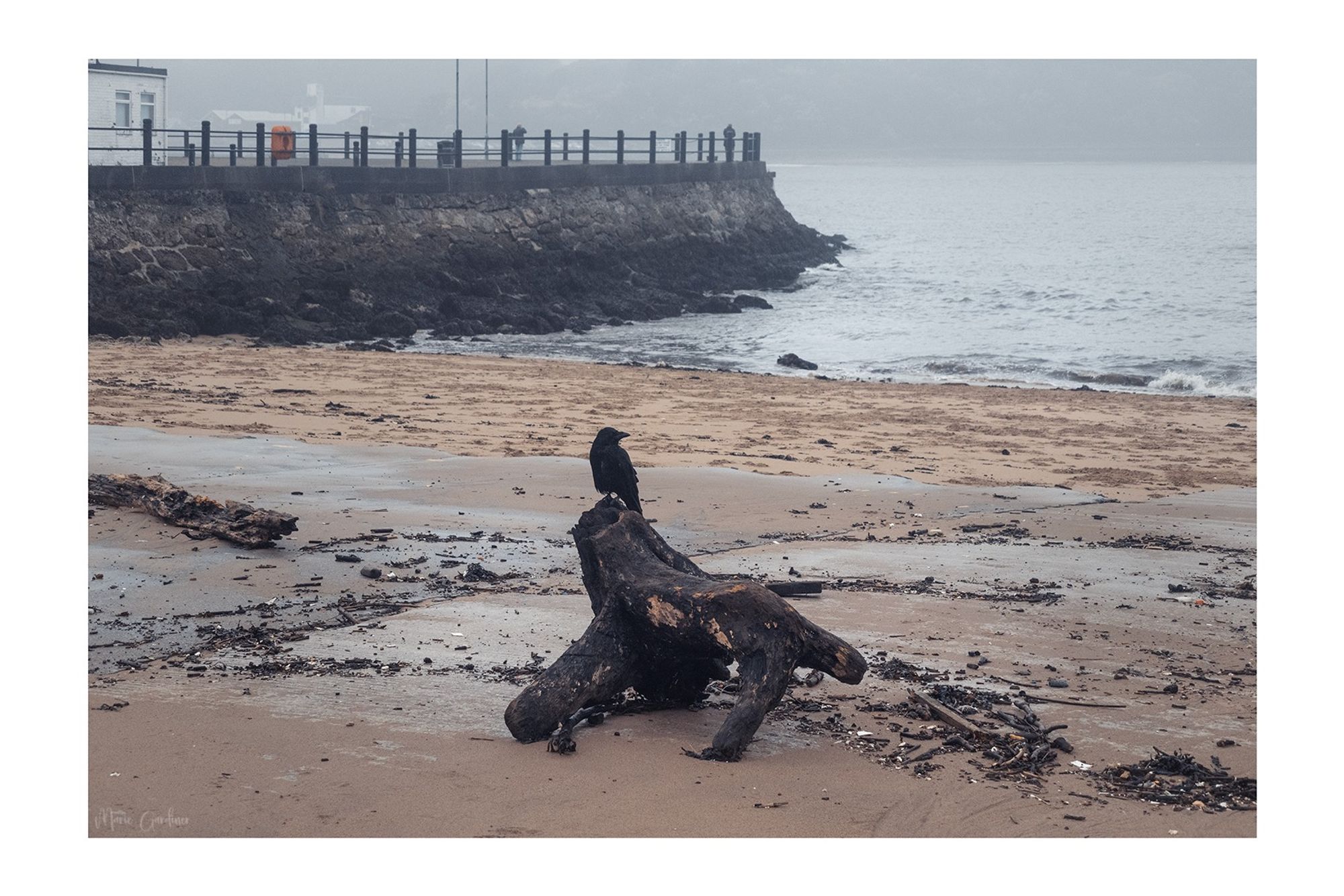 a crow on a washed up log on the beach