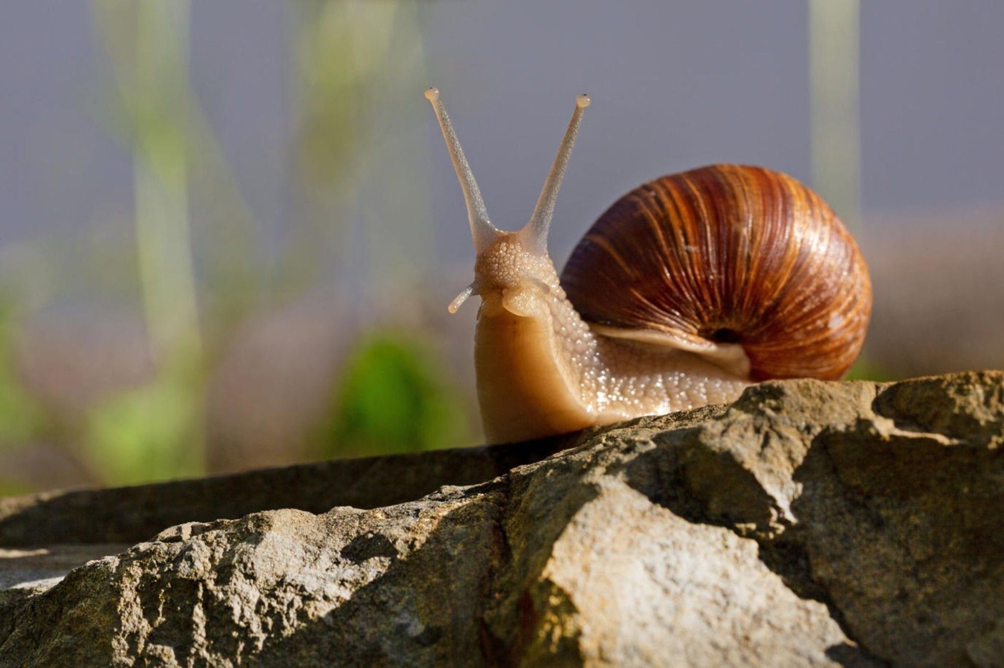 Weinbergschnecke auf einem Stein in der Sonne.