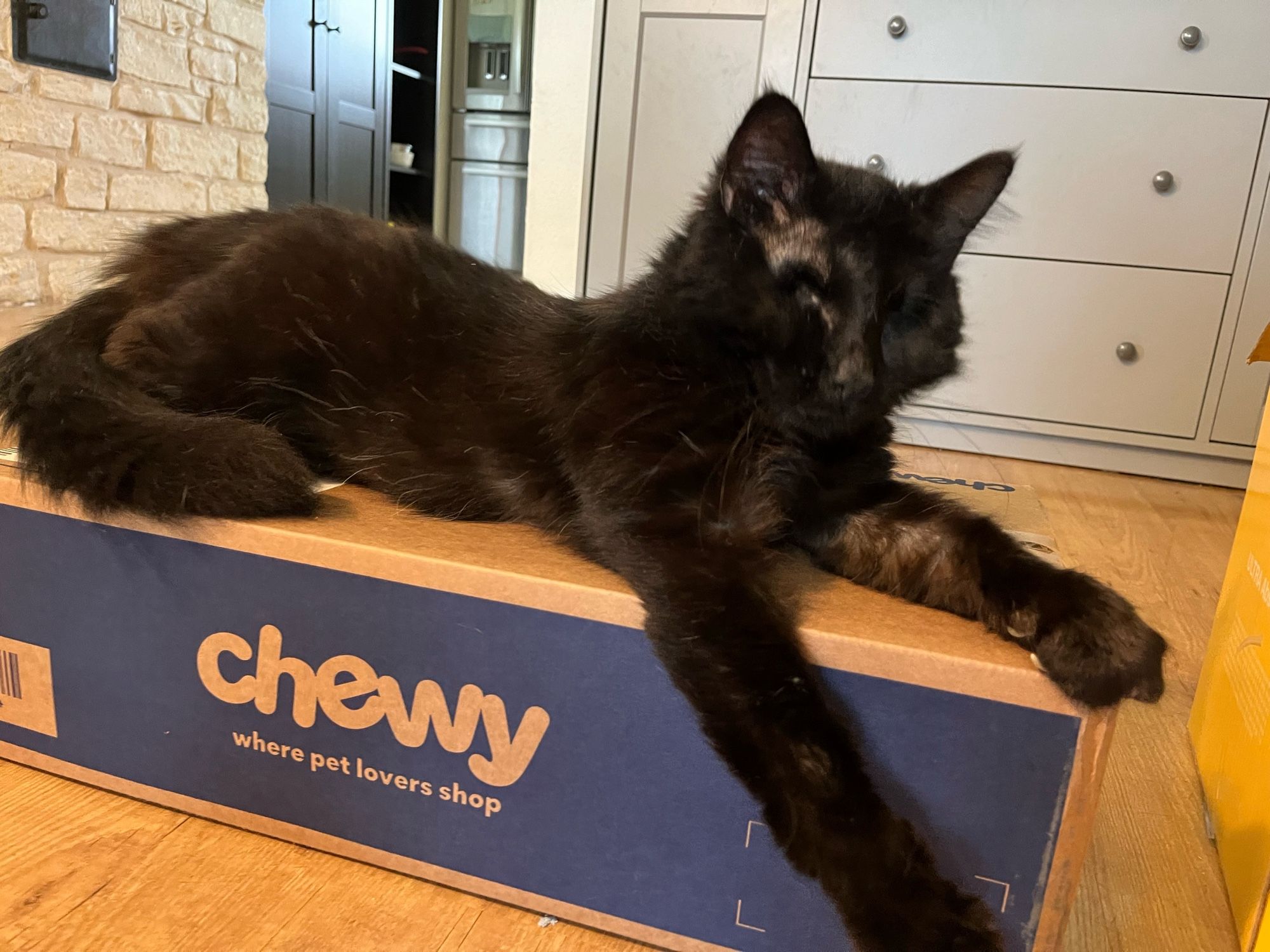 A black cat w long hair lounging on a Chewy Box that's rather long than tall. His head is up & his front paws stretched out making biscuits coz he knows this is his new Chewy Box w goodies that he'll take with when getting adopted.
Frank was saved despite being sick & FeLV positive. His eyes were so infected they both got removed (double enucleation). Many shelters don't do that & just euthanize cats like Frank upon testing Feline Leukemia Positive because most vets still consider their ability to come back from health challenges minimal. Guarded prognosis it's called. But despite being in horrible pain before surgery & scared as a cat that can't see anymore Frank was friendly when arriving at BCAS (Bastrop). With a foster lined up they agreed to give him a chance. This is one lucky dude. Post surgery APA! agreed to take him & help find him a home. pls help & spread his message:
Check his bio here
https://www.austinpetsalive.org/adopt/cats/apa-a-13245
Thank you so much