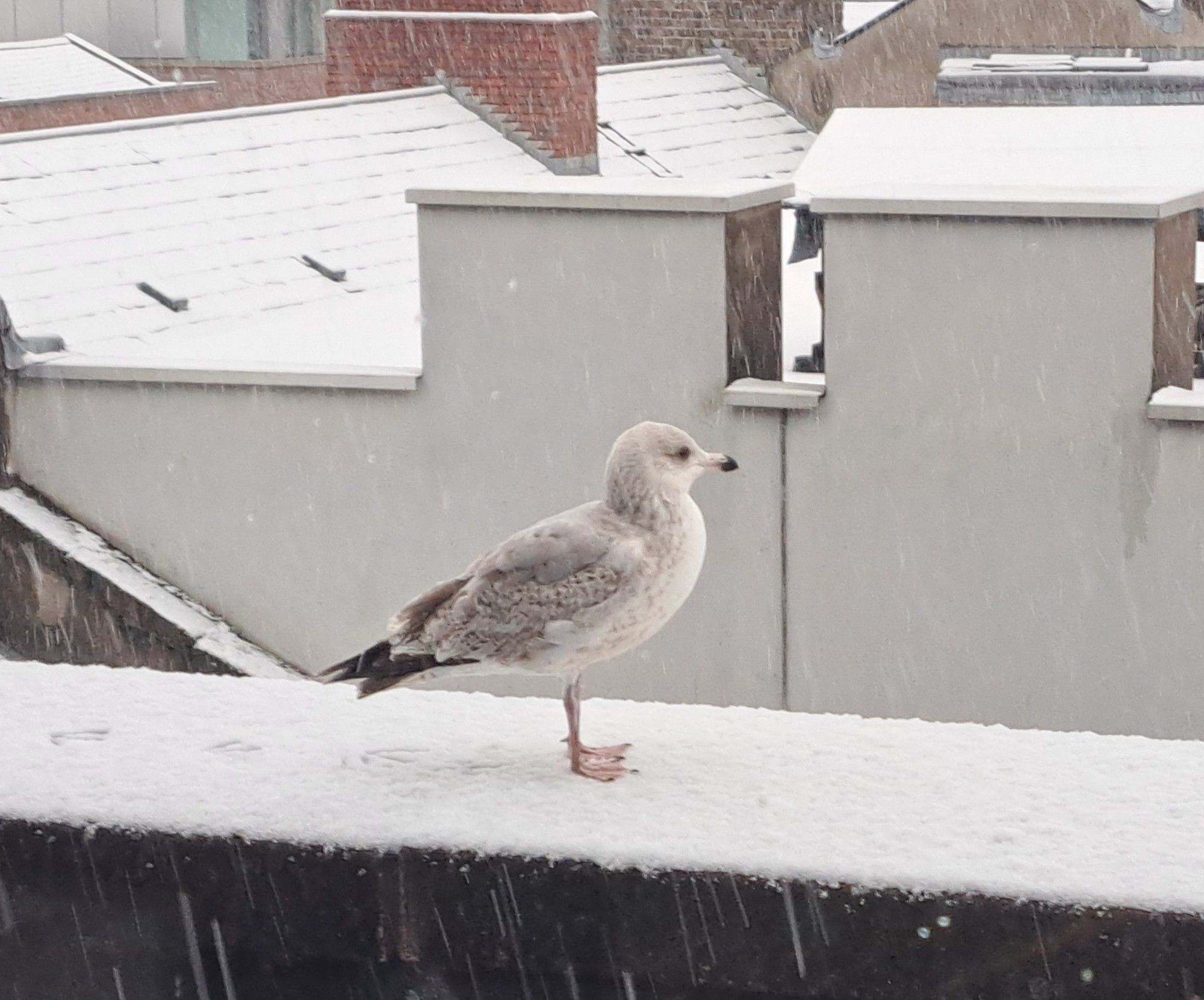 A seagull in the snow in an urban setting. It leaves a trail of seagull footprints behind it as it walks along a wall