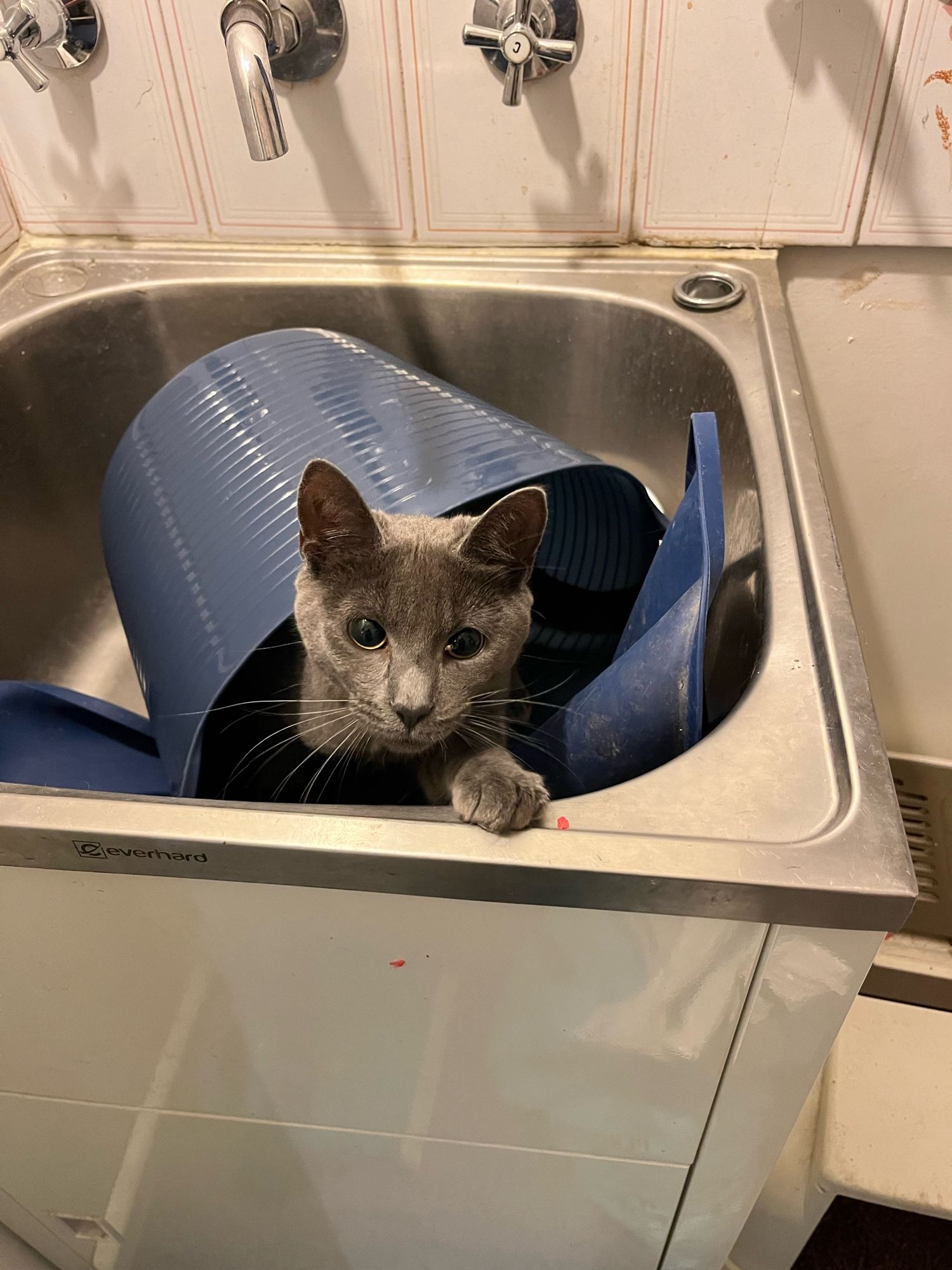 A cute grey kitten looking adorable, peeking out from under a blue plastic bucket in a laundry sink