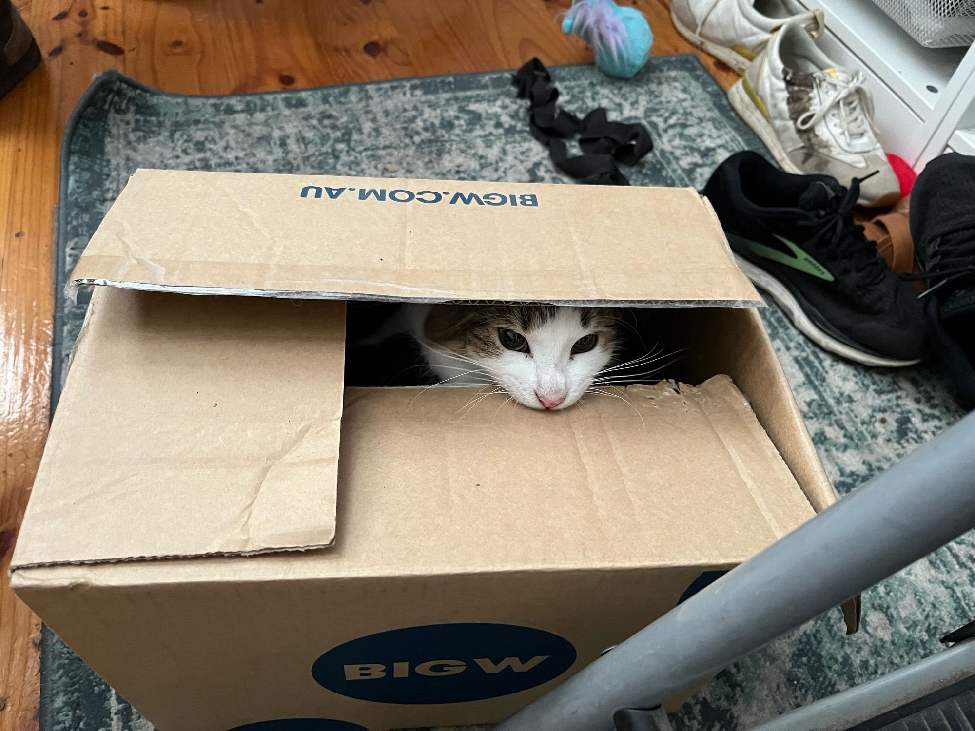 A tabby kitten inside a cardboard box looking mischievous, chewing on the flap in front of her with the one behind her resting on her head