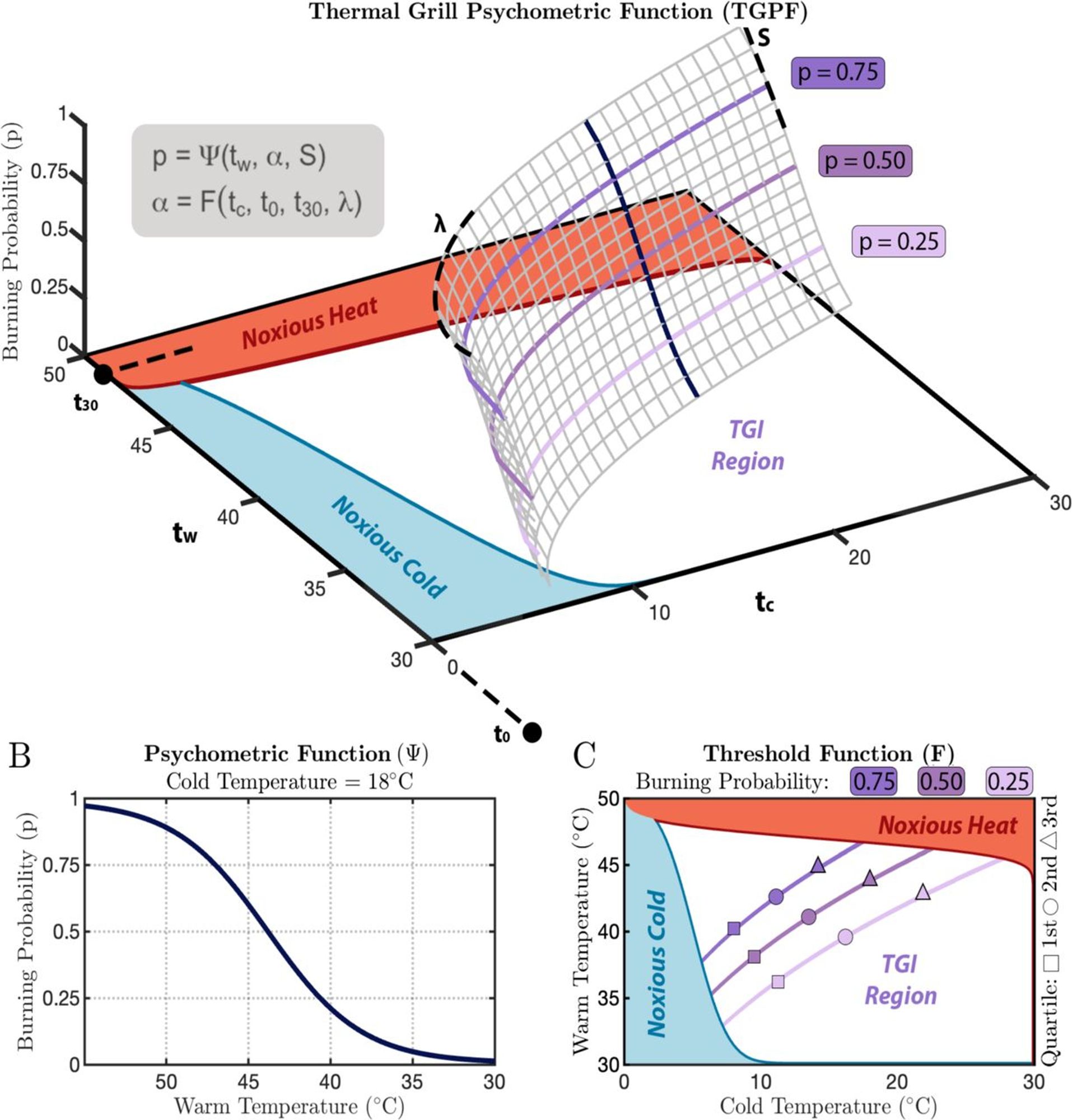 Illustration of the two-dimensional thermal grill calibration (2D-TGC) method.
(A) The Thermal Grill Psychometric Function (TGPF) is characterized by two independent functions. (B) The first function (Ψ), depicted in black, represents an invariant psychometric function, mapping the probability of reporting a burning sensation from 0 to 1 at different cold and warm temperatures. (C) The second function (F), illustrated in purple, delineated how the perception of burning changes depending on different cold and warm temperatures.