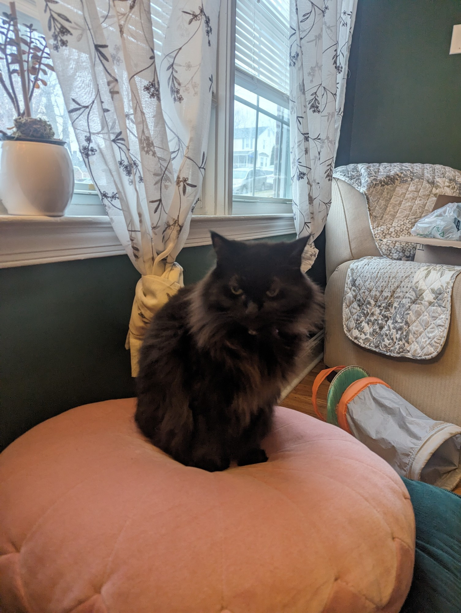 Black cat on a pink pillow