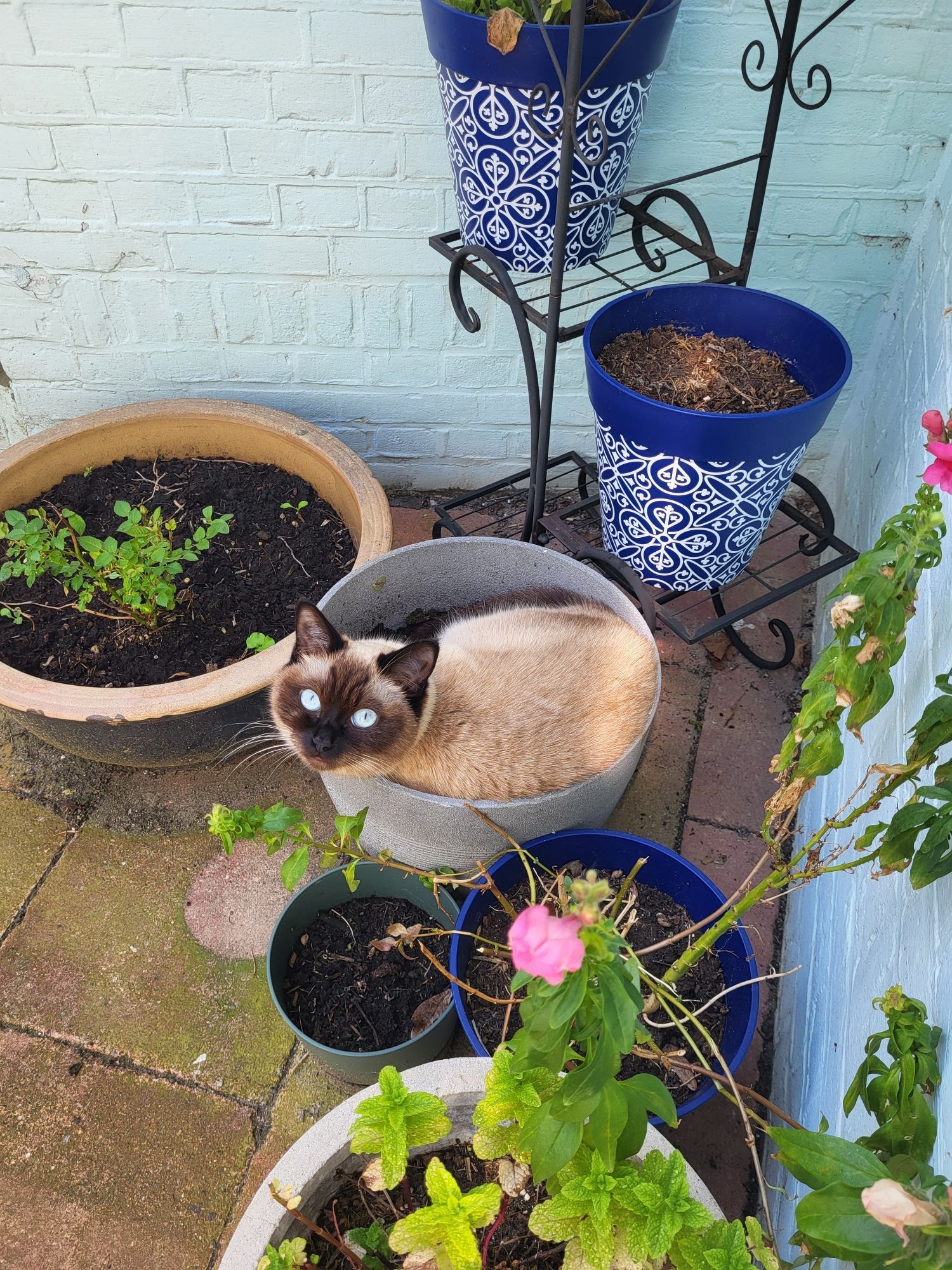 A cat sitting in a plant pot surrounded by other plants