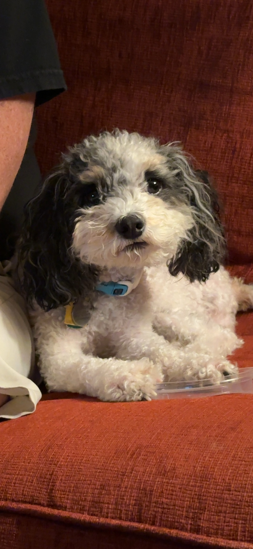 Adorable photo of a two year old cockapoo named Winston