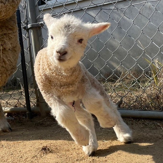 The same lamb from before is now trying to run despite his entire bodyweight slanting to one side as his head leans towards another like a ragdoll being thrown.