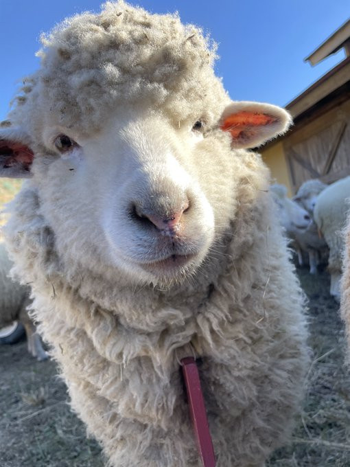 The lamb has now grown into a very dapper sheep! He is staring at the camera again, with his fur grown out. He looks very dapper and polite. 