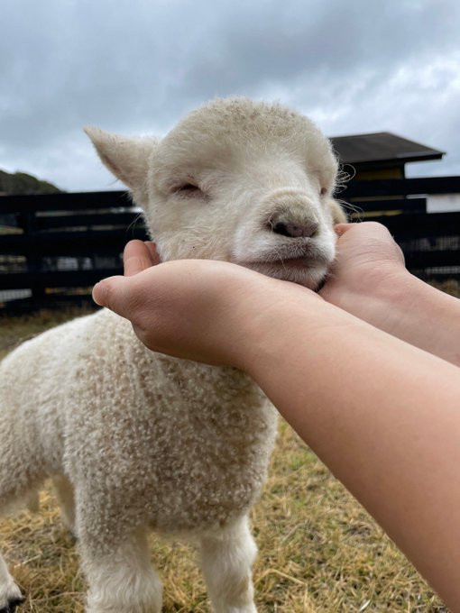 Same lamb with a sated expression as his face is cupped between a humanʼs palms. His eyes are shut, lips curved. 