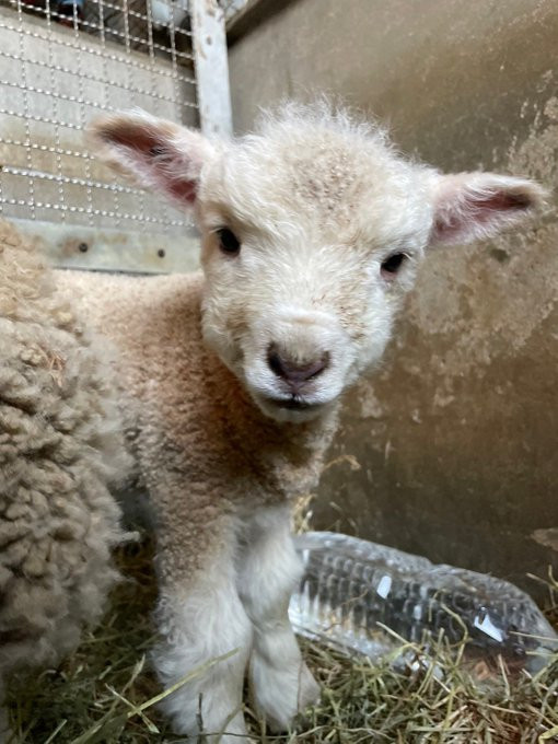 A tiny lamb looking at the camera with the fur of his head fluffed up. It seems lile he has a little bedhead situation as he stares at you very seriously. 