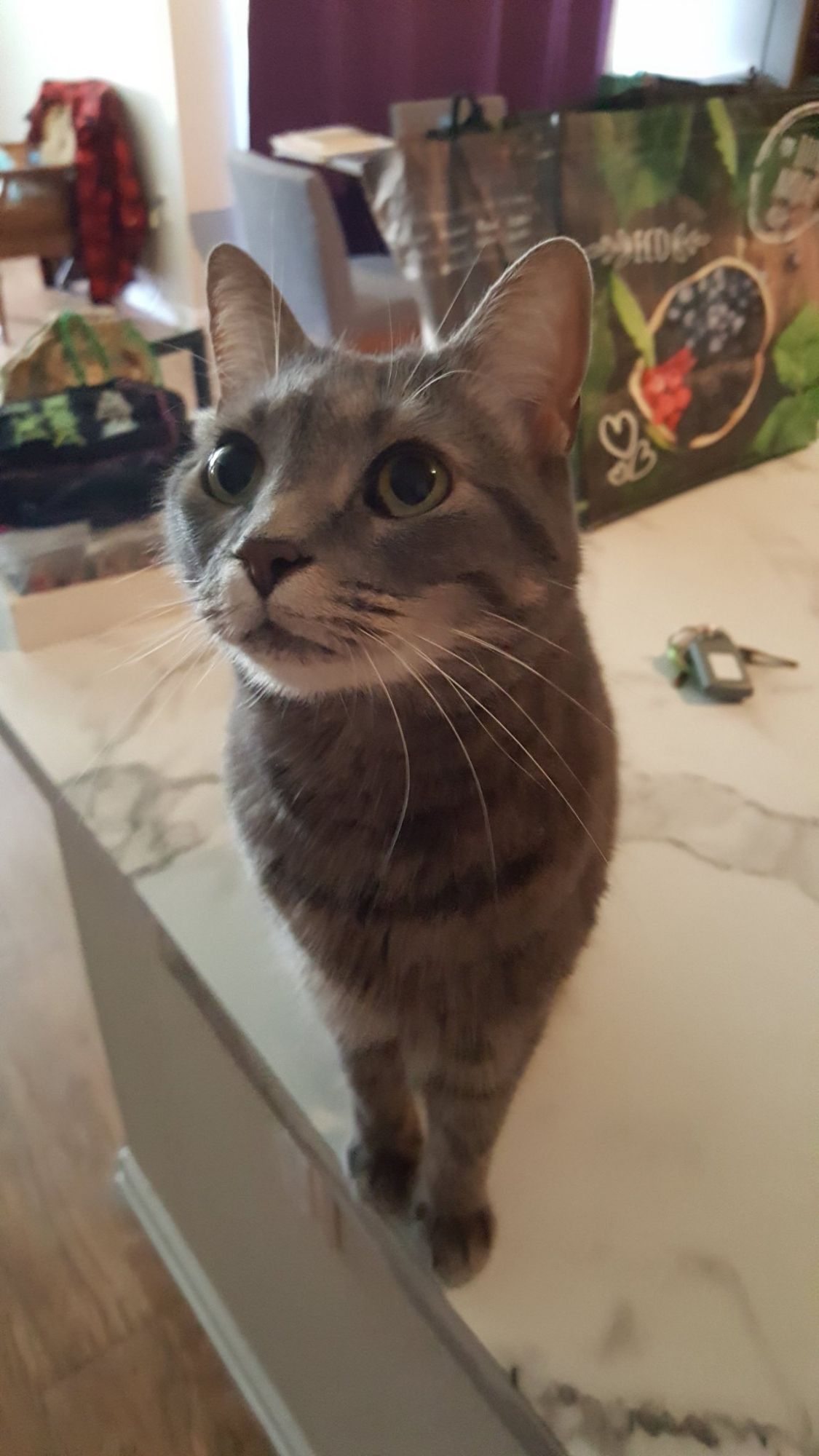 A Grey cat on a kitchen counter.